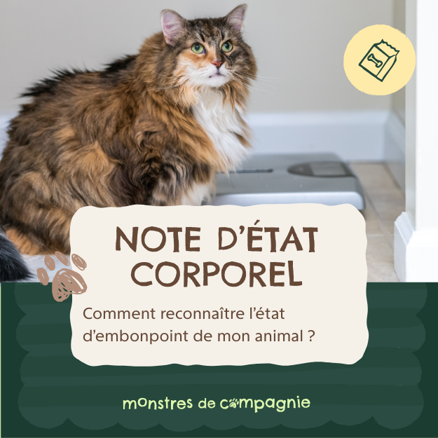 Blog - Note d'état corporel